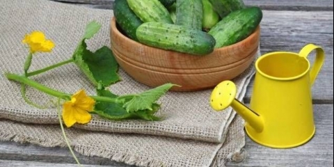 Kako hraniti krastavce bornom kiselinom